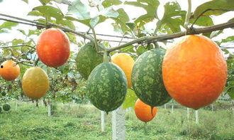 潮州吊瓜怎么吃,传统美食的多样吃法探索