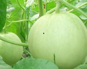 怀孕可以吃蓝瓜嘛,蓝瓜在孕期是否适宜食用