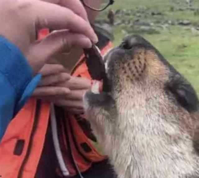 有土拨鼠吃大瓜,大瓜成美食盛宴