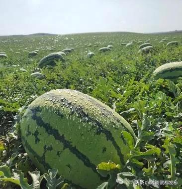 吃瓜产地