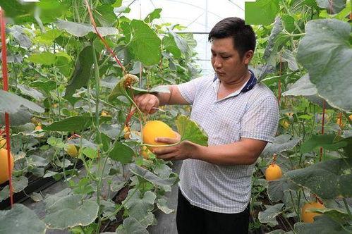 网红吃瓜杨,揭秘娱乐圈幕后真相的“瓜王”