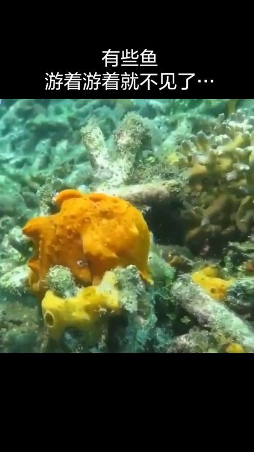 潜水吃瓜的鱼,探寻吃瓜鱼族的奇妙世界