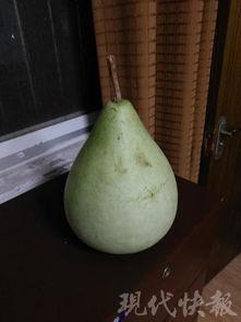 吃玉瓜中毒,警惕误食带来的健康危机