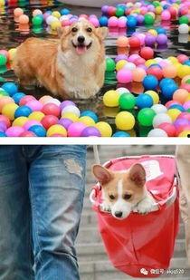 狗站在墙上吃瓜,狗狗的独特“餐桌”体验