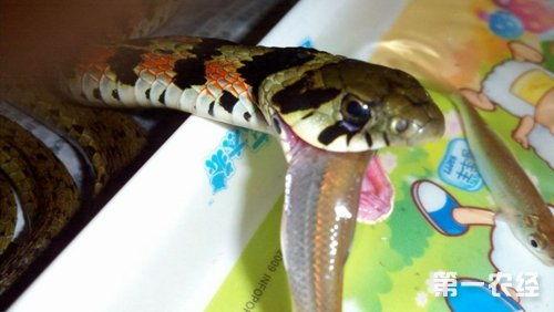 蛇吃瓜视频大全,惊险瞬间！揭秘蛇吃瓜视频大全