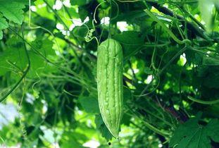 若瓜根可以吃吗,天然食材的食用价值与食用方法揭秘