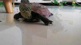 乌龟吃瓜日记,乌龟的夏日瓜果生活记