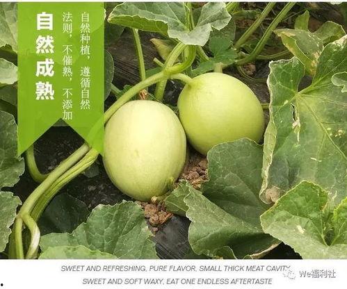 吃货直播吃的瓜是什么瓜,吃货主播揭秘“吃的瓜”之谜