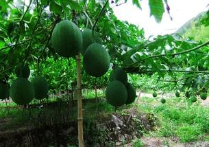 吃吊瓜,传统美味的新演绎