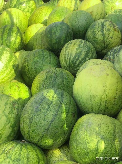 怎么吃籽瓜,解锁美味籽瓜的多样吃法