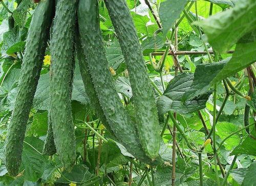 楼内吃瓜,邻里间的趣味生活瞬间