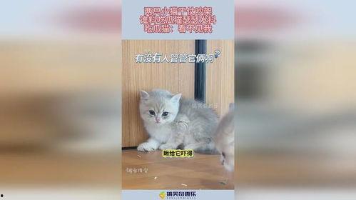 喜欢吃瓜的小猫,揭秘小猫的“瓜界”美食之旅