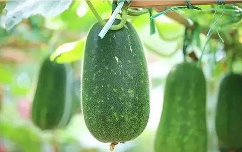 吃瓜酸到了,揭秘娱乐圈背后的真相