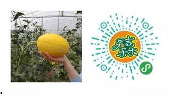 崇义县吃瓜,吃瓜也能吃出乡愁味