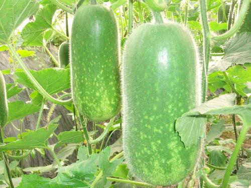 吃瓜212,一场全民参与的娱乐盛宴