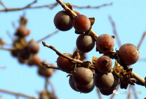 黑贝塔吃瓜,揭秘娱乐圈幕后真相
