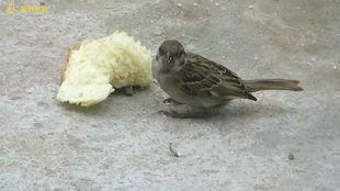 麻雀可以吃瓜吗