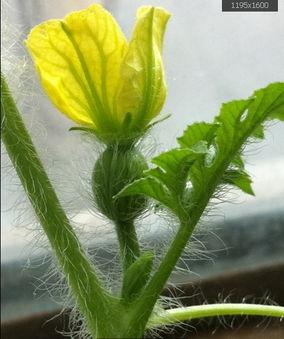 初夏吃瓜完结,一场甜蜜的完结盛宴