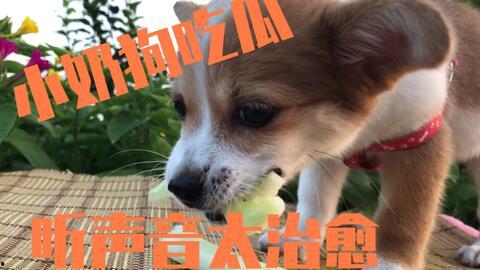 瓜狗可以吃吗,揭秘宠物饮食中的禁忌与安全