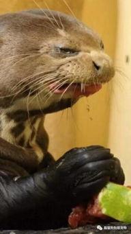 动物吃瓜的样子,动物们的“吃瓜”瞬间