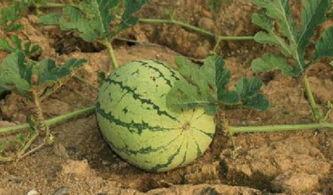 乾坤路边吃瓜,瓜香四溢，揭秘街头美食传奇