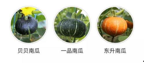 鸡吃瓜吗,揭秘鸟类饮食习惯的趣味探索