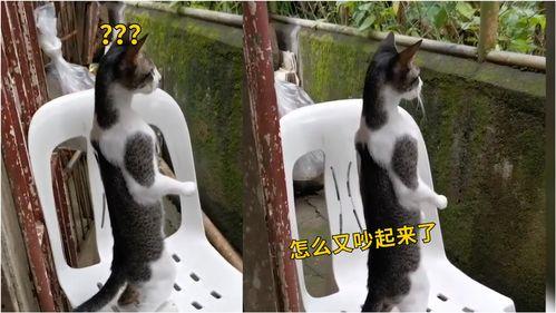 猫咪吃瓜邻居吵架